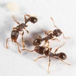 ant pest control durham