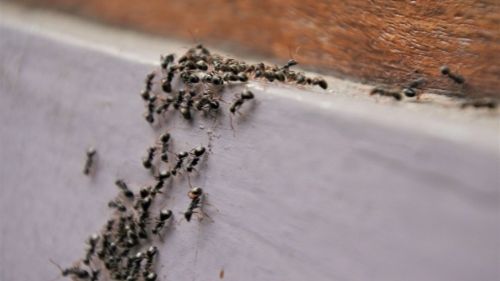 ant pest control durham