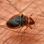 bed bug exterminator durham