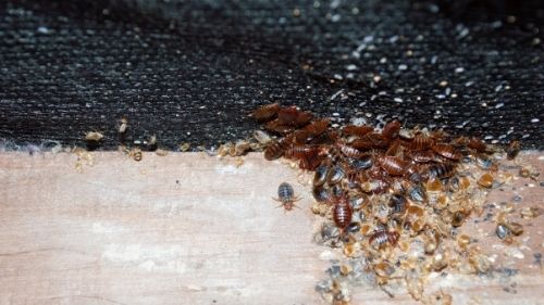 bed bug treatment durham
