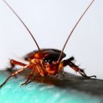 cockroach control durham