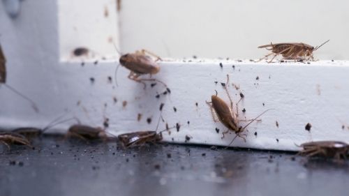 cockroach exterminator durham