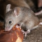 mice control durham