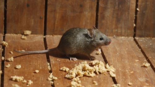 mice exterminator durham