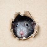 rat control