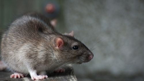 rat exterminator durham