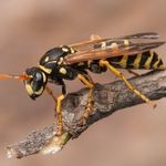 wasp control durham